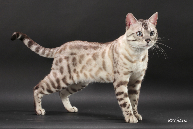 Bengal cat