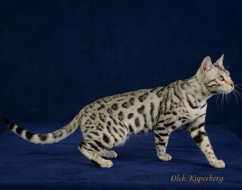 Bengal cat