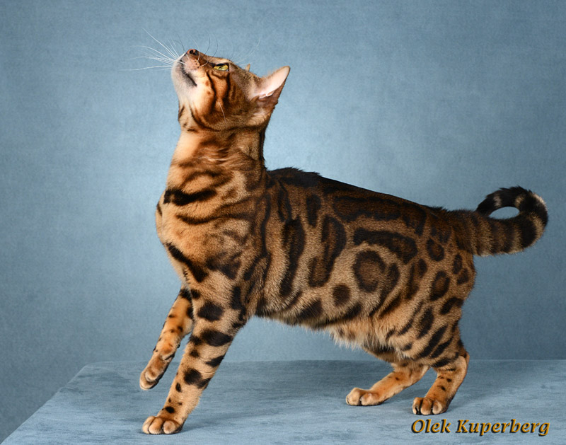 Bengal cat