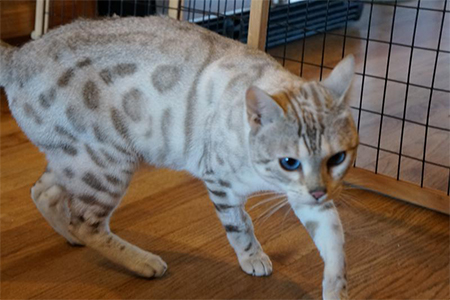 Adorable Bengal kitten